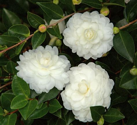 Discover the Magic of the October Shi Shi Camellia